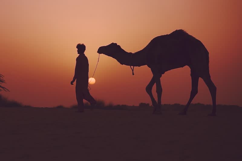 A guide and a camel at sunset in the Sahara